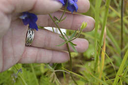 Delphinium menziesii DC.的圖片