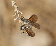 Imagem de Empis borealis Linnaeus 1758