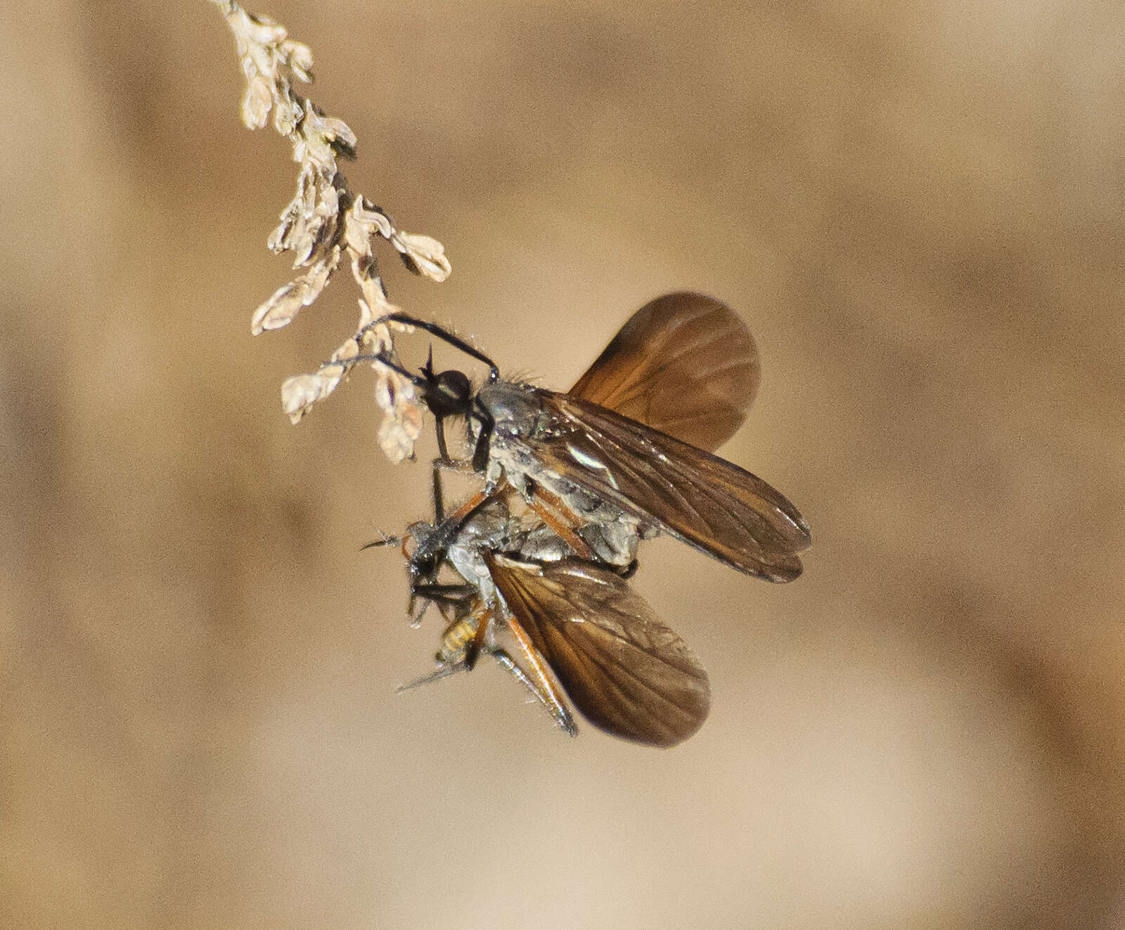 Imagem de Empis borealis Linnaeus 1758