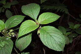 Image of Opposite-Leaf Cyrtandra