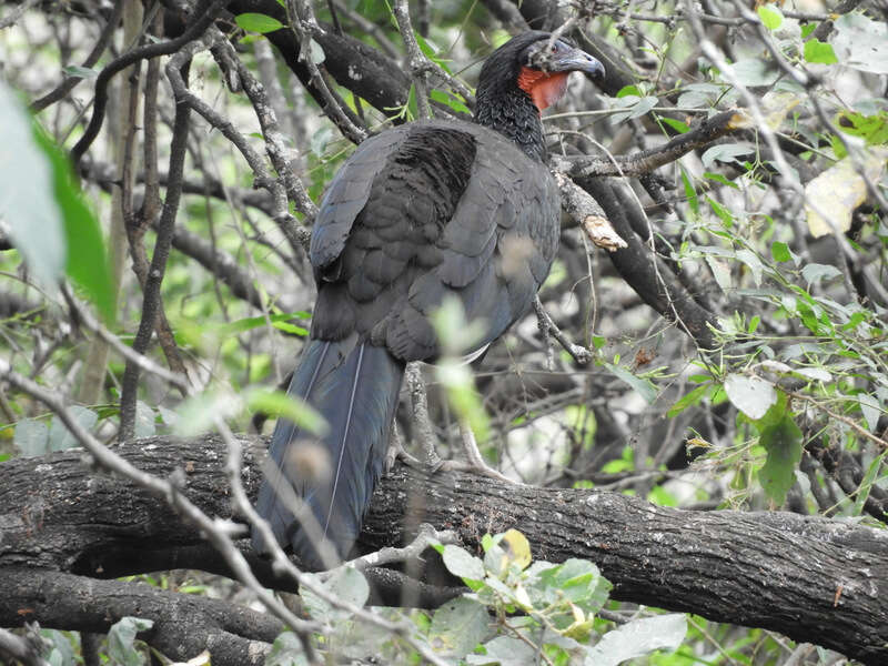 Image of White-winged Guan