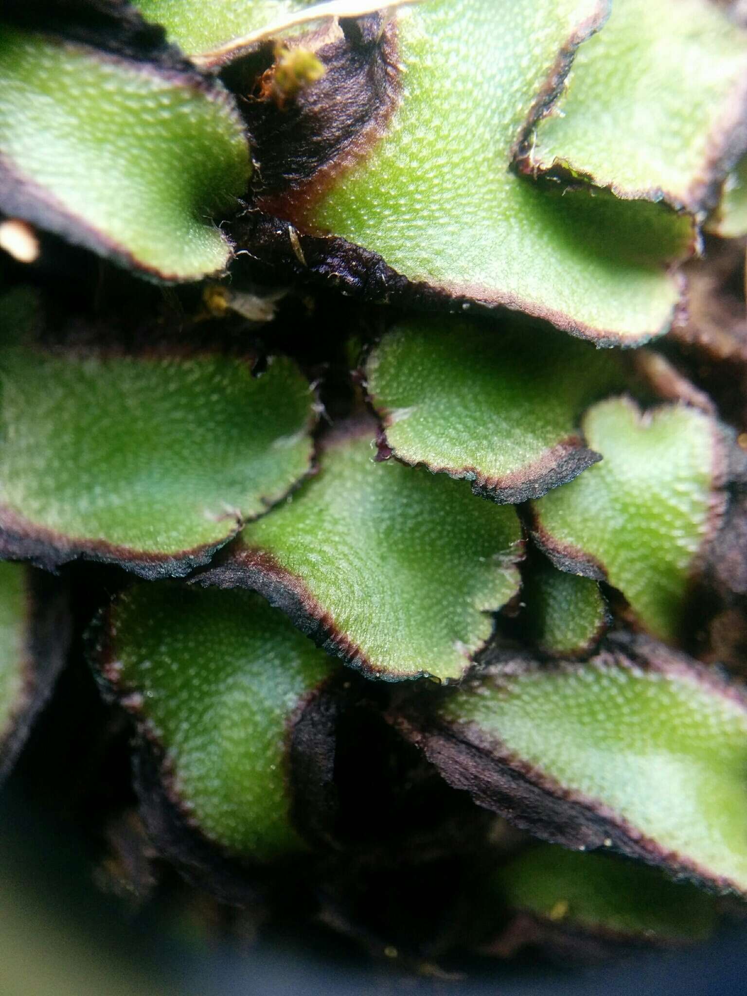 Image of Asterella californica (Hampe ex Austin) Underw.