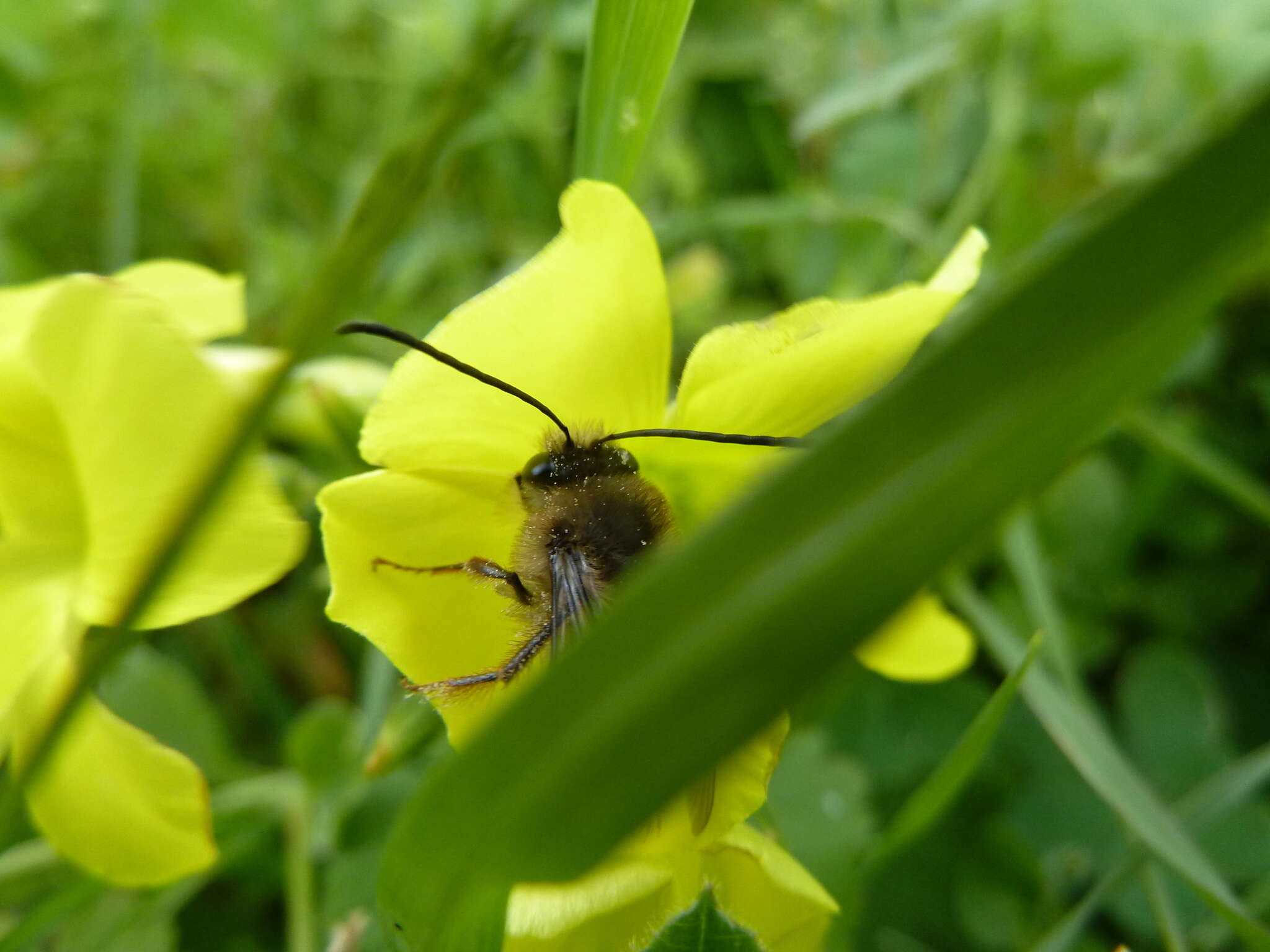 Image of Eucera gracilipes Pérez 1895