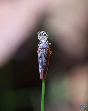 Image of Graphocephala dohrnii (Signoret 1855)