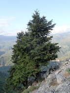 Image of Grecian Fir