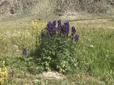 Image of Aconitum delphinifolium subsp. subglandulosum (Khokhr.) A. N. Luferov