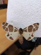 Image of Yellow Tiger Moth