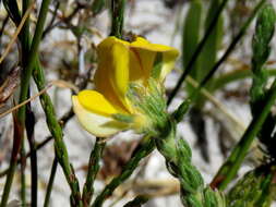 Plancia ëd Aspalathus linguiloba R. Dahlgren