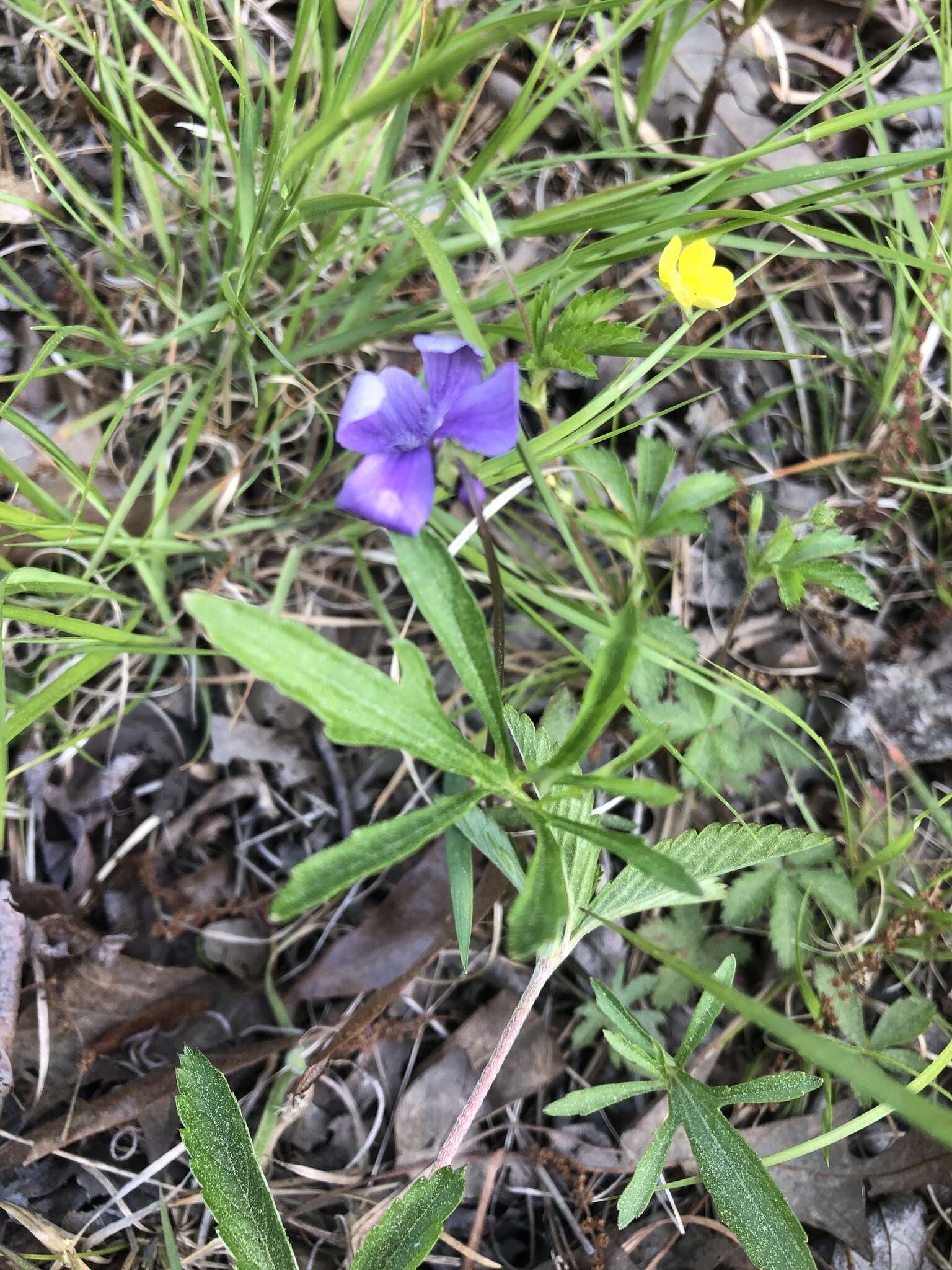 Image of Northern Coastal Violet