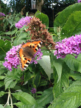 Imagem de Aglais urticae Linnaeus 1758