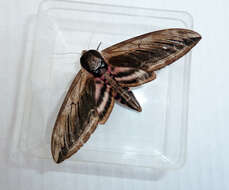 Image of privet hawk-moth