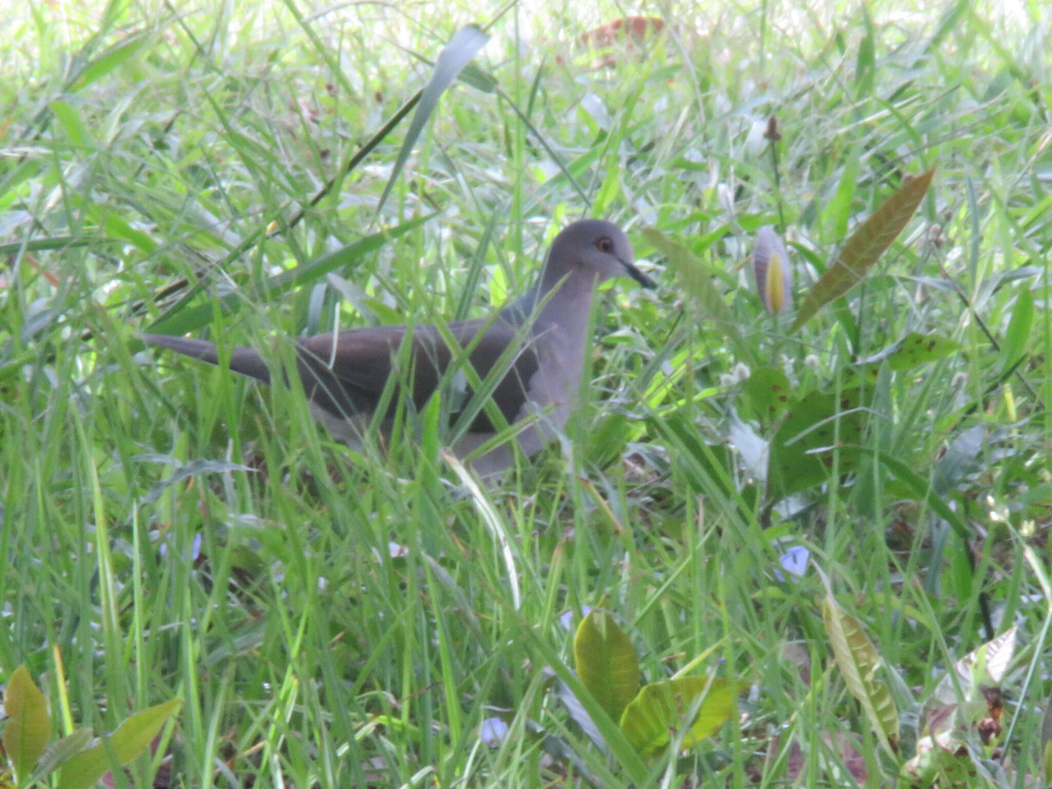 Image of Gray Fronted Dove