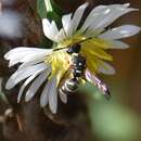 Image of Parancistrocerus bicornis cushmani (Bohart 1949)