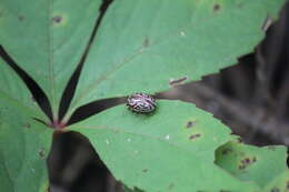 Image of <i>Calligrapha thermalis</i>