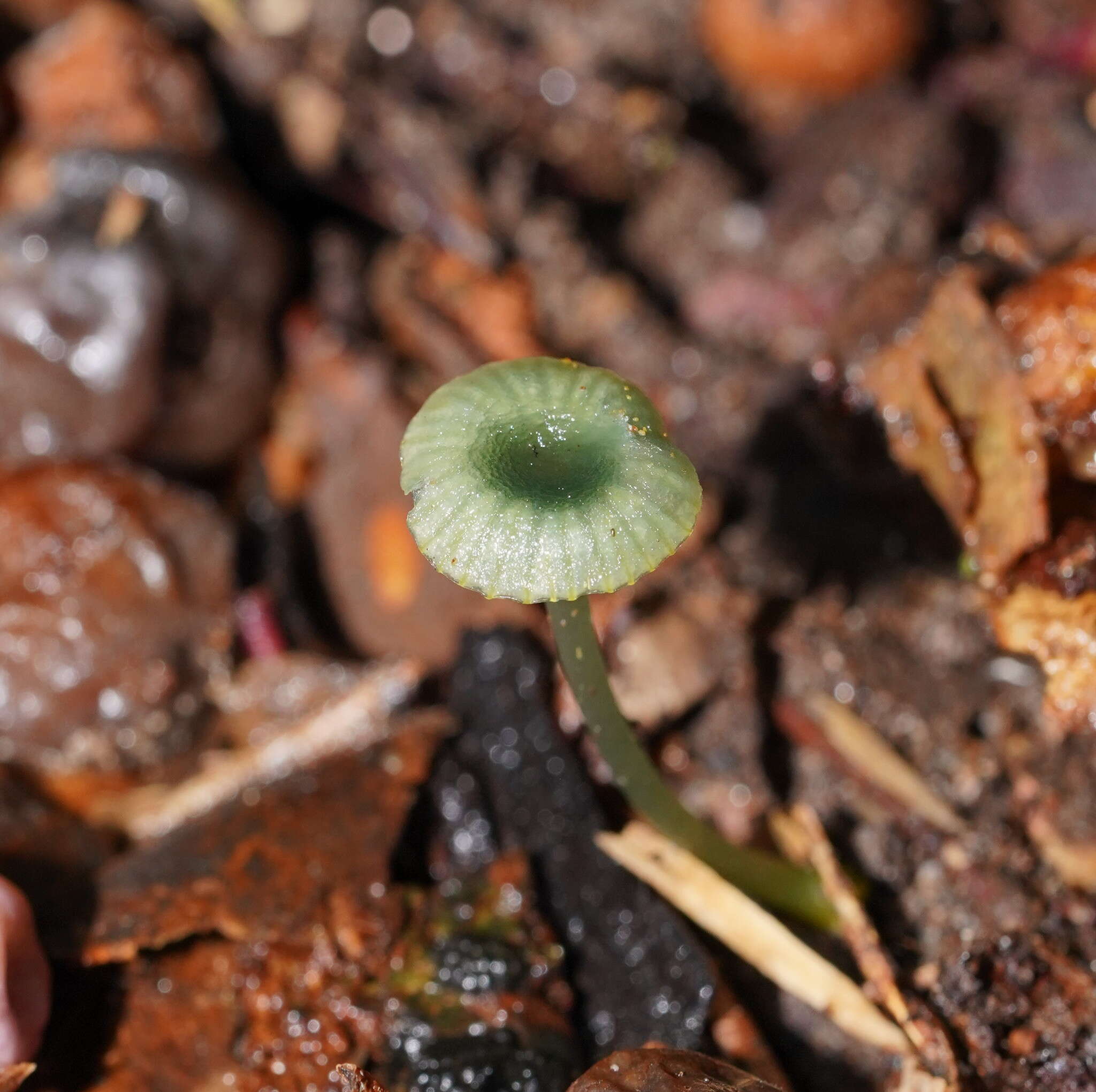 Image of Gliophorus pseudograminicolor (A. M. Young) P. M. Kirk 2013