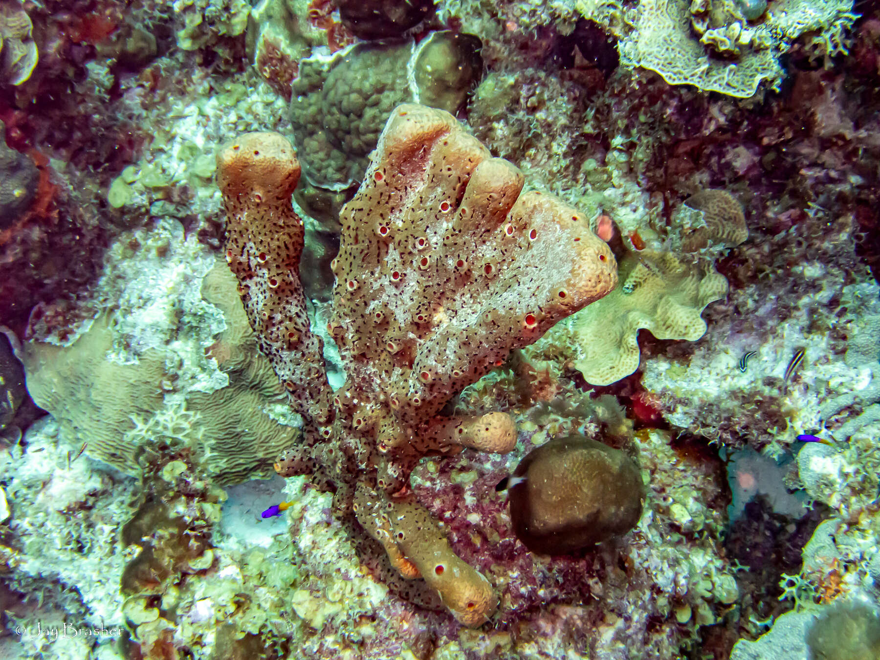 Image of brown tube sponge