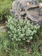 Helichrysum mimetes S. Moore resmi