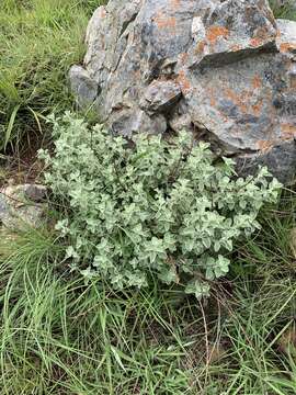 Image of Helichrysum mimetes S. Moore