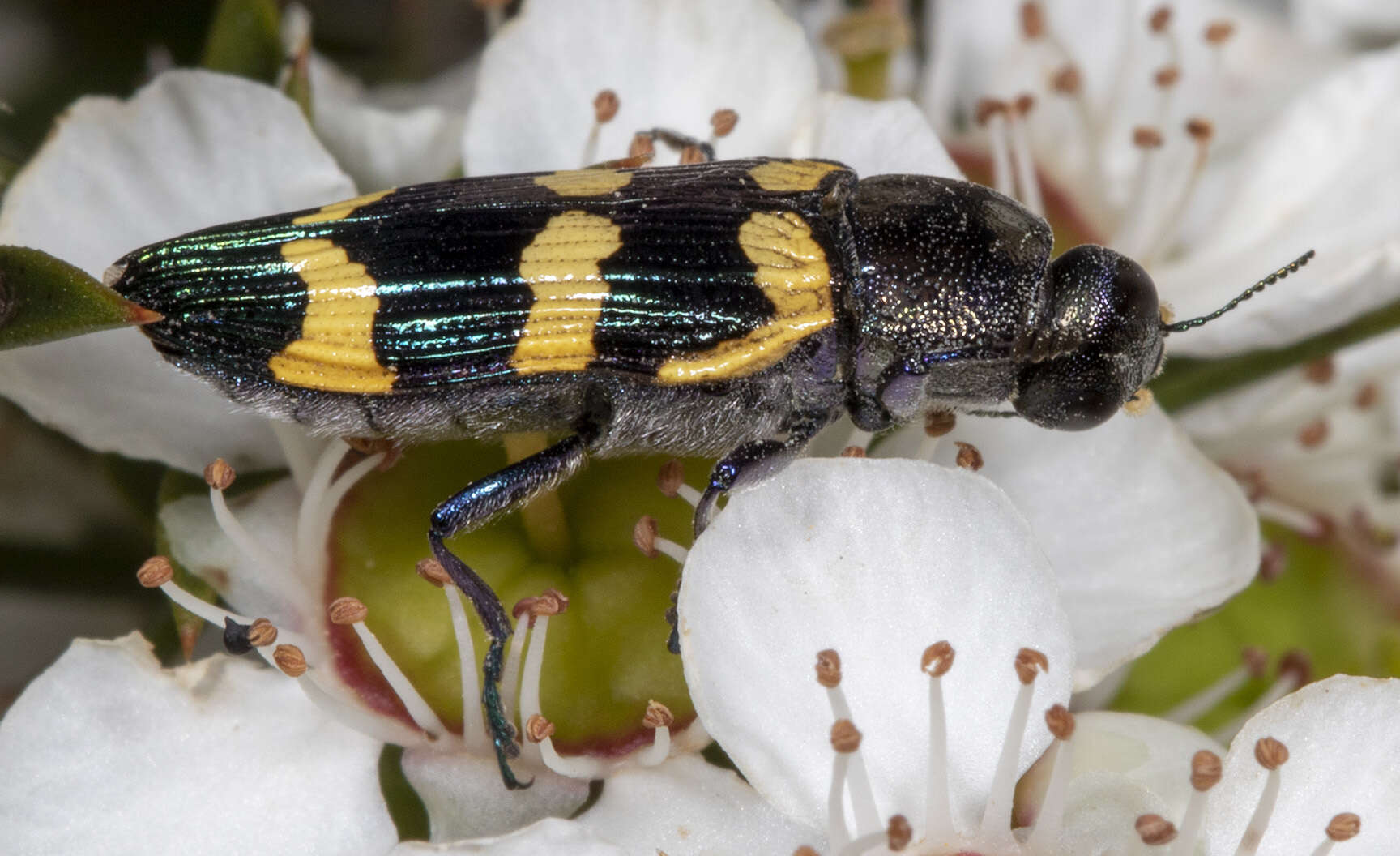 Image of Castiarina rectifasciata (Saunders 1868)