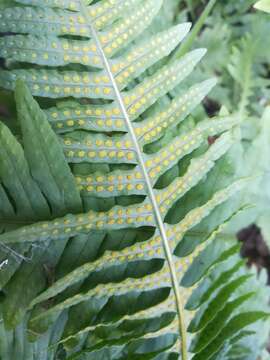 Polypodium plesiosorum Kunze的圖片