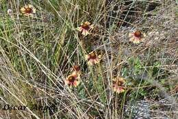 Image of Gaillardia mexicana A. Gray