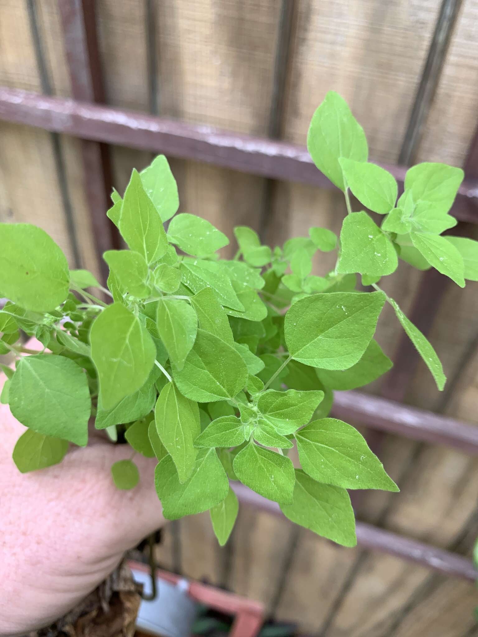 Image of Florida pellitory