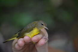 Image of Mourning Warbler