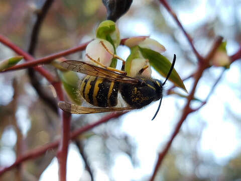 Image of Dolichovespula alpicola Eck 1984