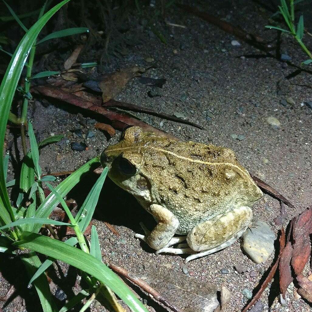 Image of Sphaerotheca maskeyi (Schleich & Anders 1998)