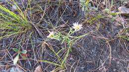 Image de Symphyotrichum porteri (A. Gray) G. L. Nesom