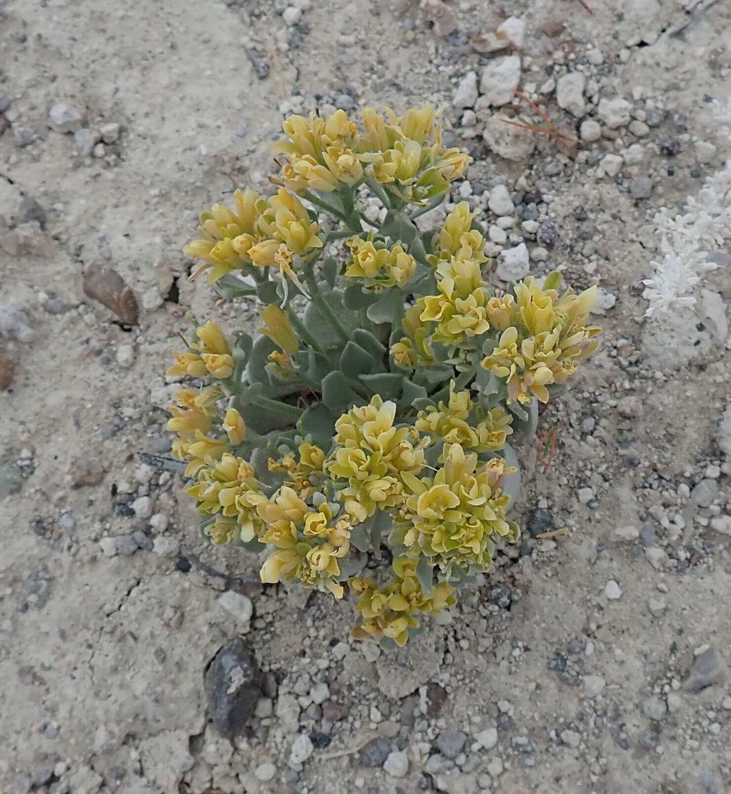 Image de Physaria chambersii Rollins