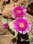 Image of Golden Prickly-pear