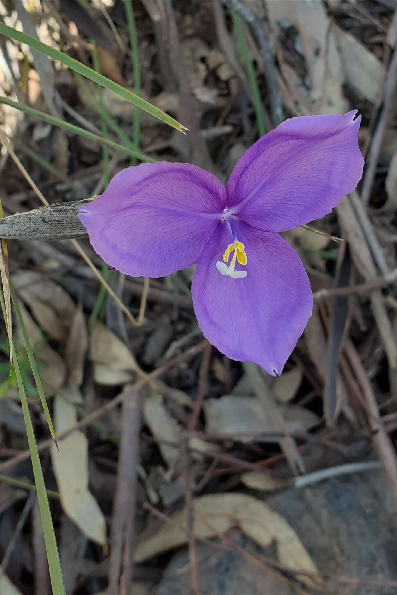 Image of Patersonia sericea var. sericea