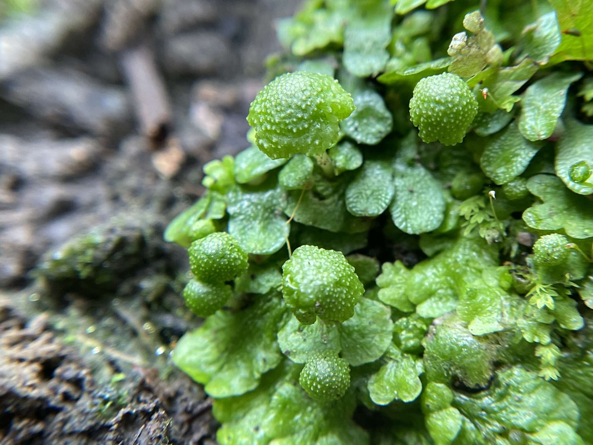 Image of Cryptomitrium tenerum (Hook.) Austin ex Underw.