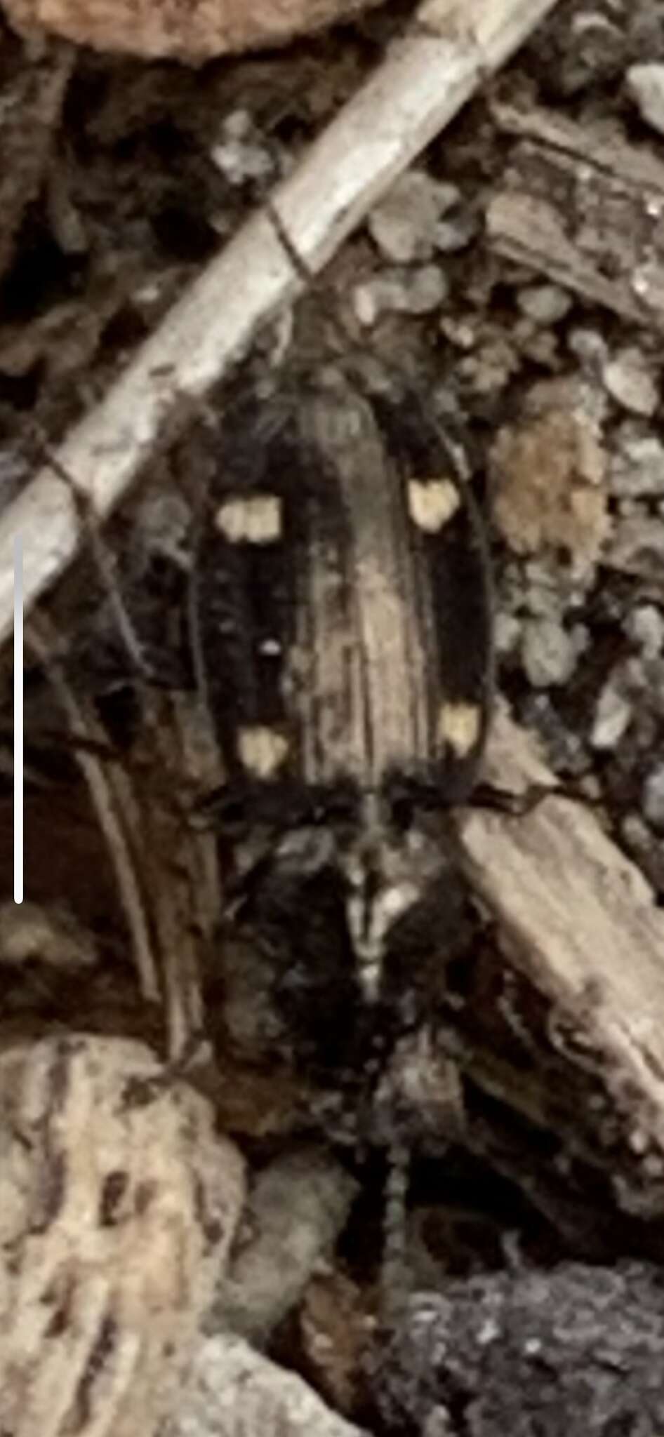 Image of Carabidae