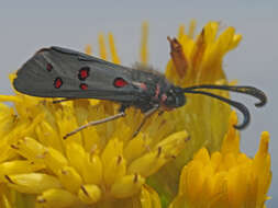 Sivun Neurosymploca caffra Linnaeus 1764 kuva