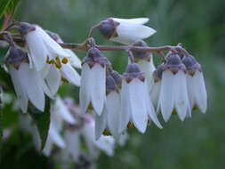 Image of Deutzia pulchra S. Vidal