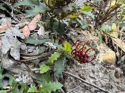 Image of Grevillea repens F. Müll.