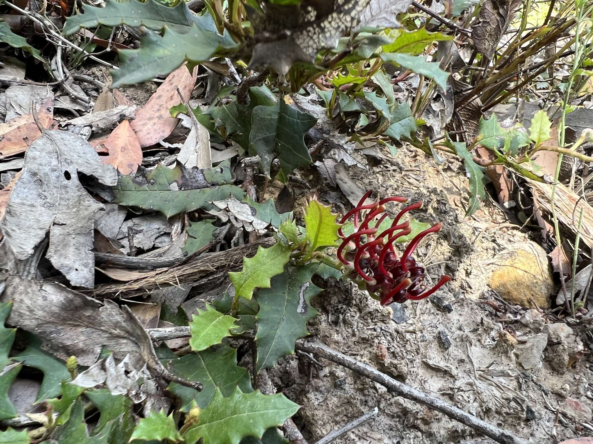 Image of Grevillea repens F. Müll.