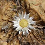 Imagem de Carlina sicula Ten.