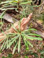 Image of Banksia seminuda (A. S. George) B. L. Rye