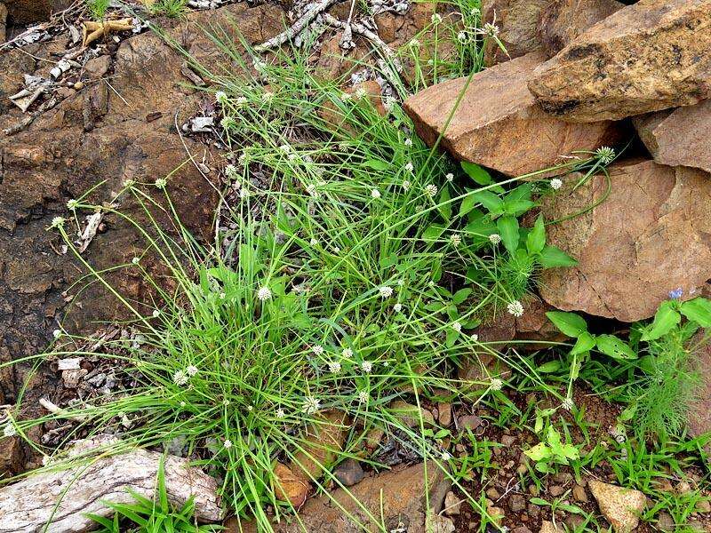 Image de Cyperus dubius var. dubius