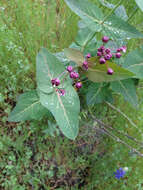 Imagem de Asclepias cordifolia (Benth.) Jepson