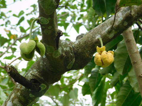 Image of Cymbopetalum baillonii R. E. Fr.