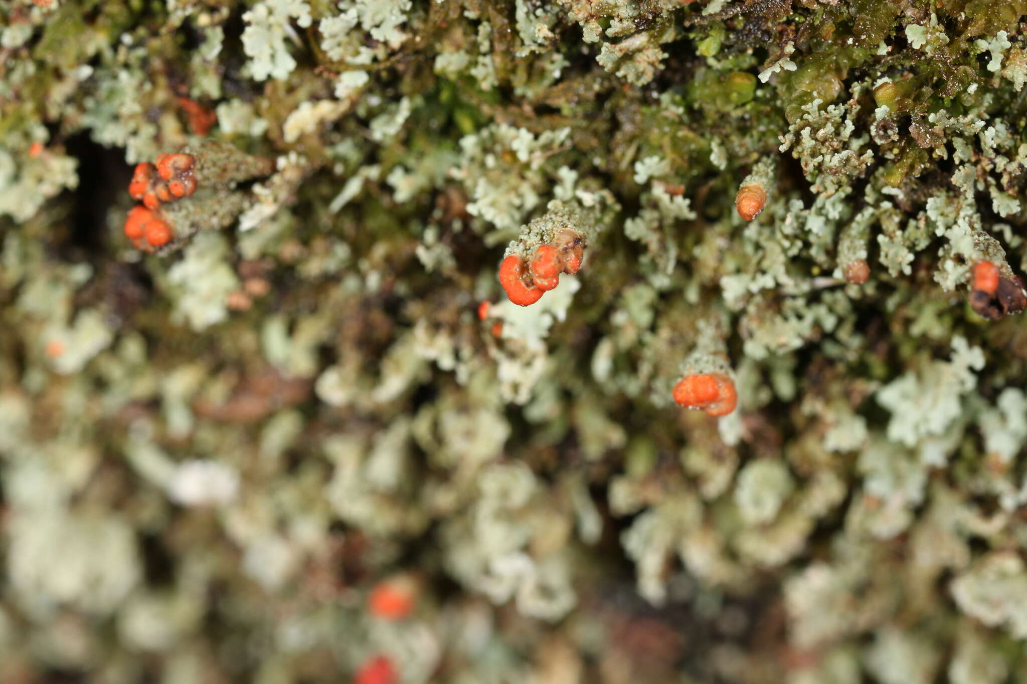 Image of cup lichen