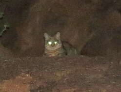 Image of African Wildcat