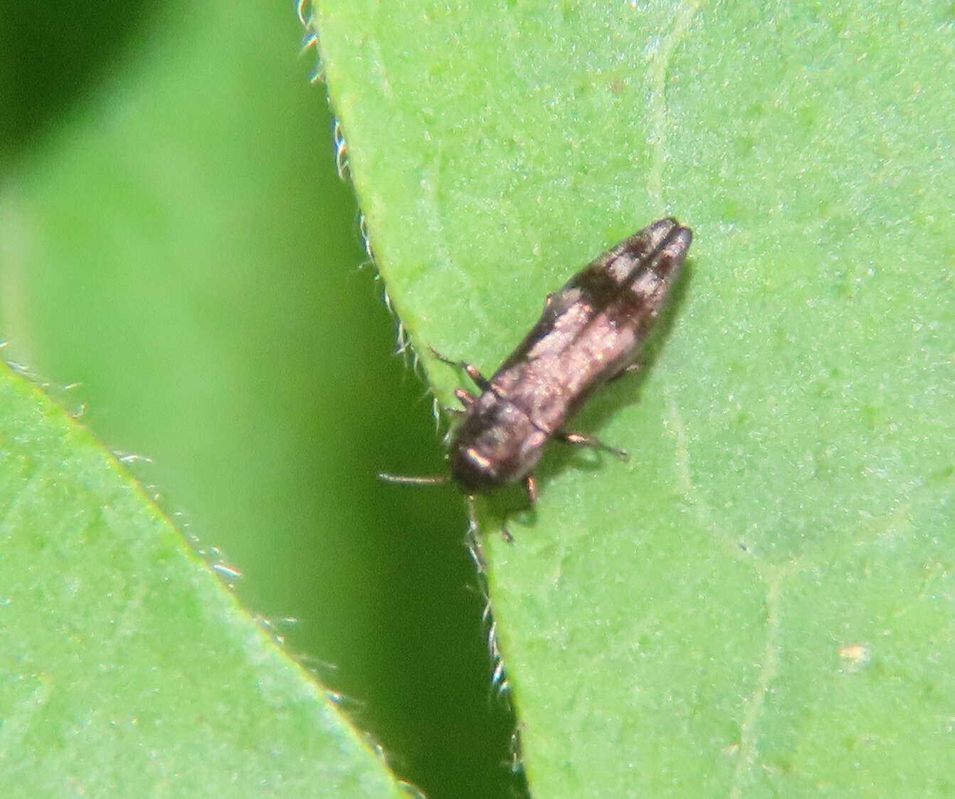 Image of Hackberry Agrilus