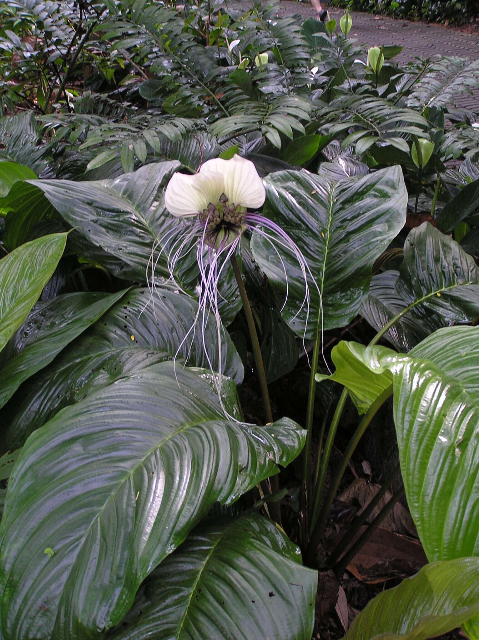 Sivun Tacca integrifolia Ker Gawl. kuva