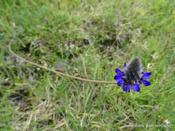 Image de Dalea sericea Lag.