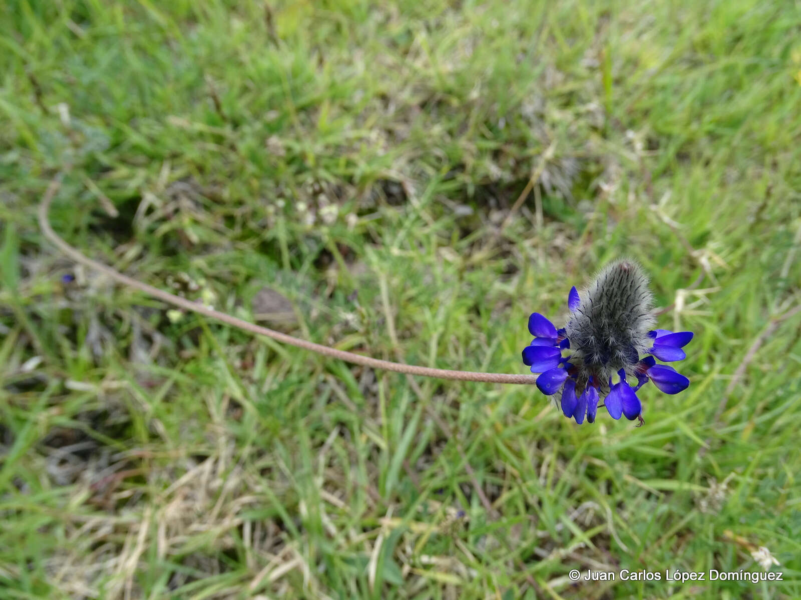 Image de Dalea sericea Lag.